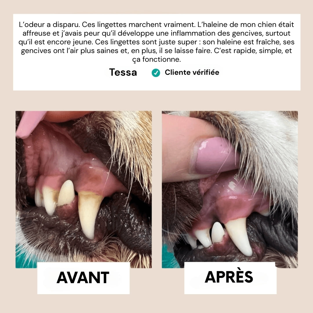 FreshWipes – Dents propres & haleine fraîche