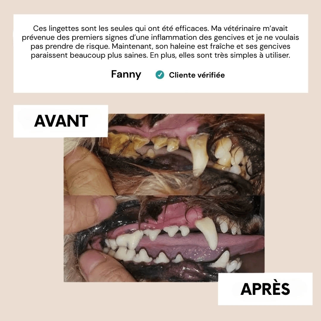 FreshWipes – Dents propres & haleine fraîche