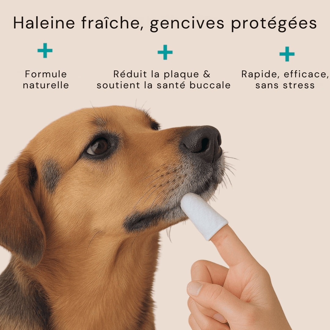 FreshWipes – Dents propres & haleine fraîche