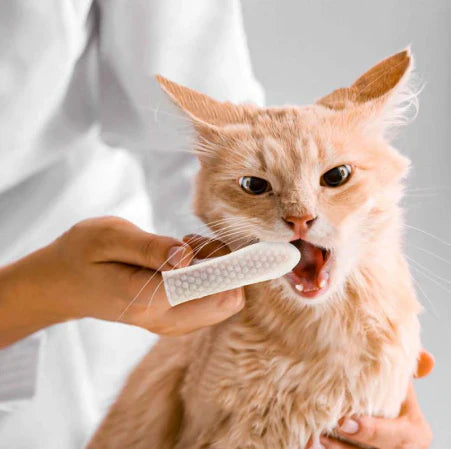 FreshWipes – Dents propres & haleine fraîche